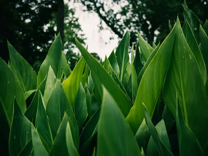 Greens & Outdoors at CENTRAL PARK FLEUR VILLAS, Sector 32-33, Sohna, Gurgaon