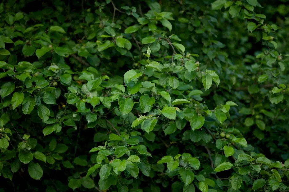 Greens & Outdoors at CENTRAL PARK FLAMINGO FLOORS, Sector 32-33, Sohna, Gurgaon
