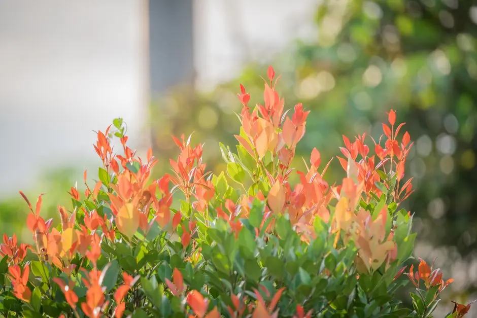 Greens & Outdoors at CENTRAL PARK VILLAS MIRA VITA, Sohna, Gurgaon