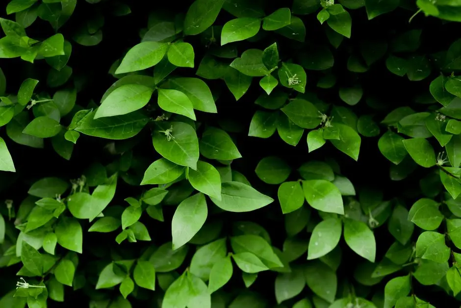 Greens & Outdoors at CENTRAL PARK DELPHINE, Sector 104, Gurgaon